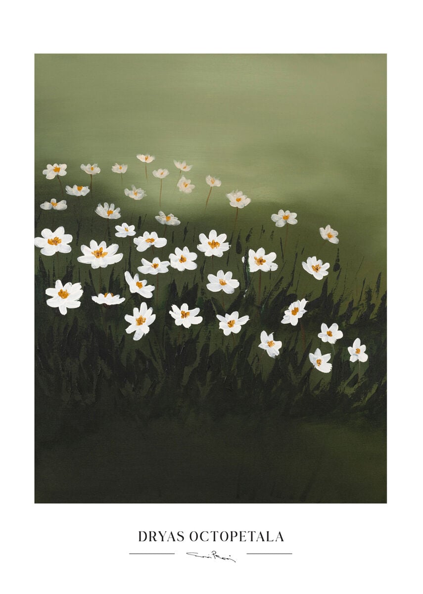 Kaverini Lapinvuokkoja juliste 50x70 cm